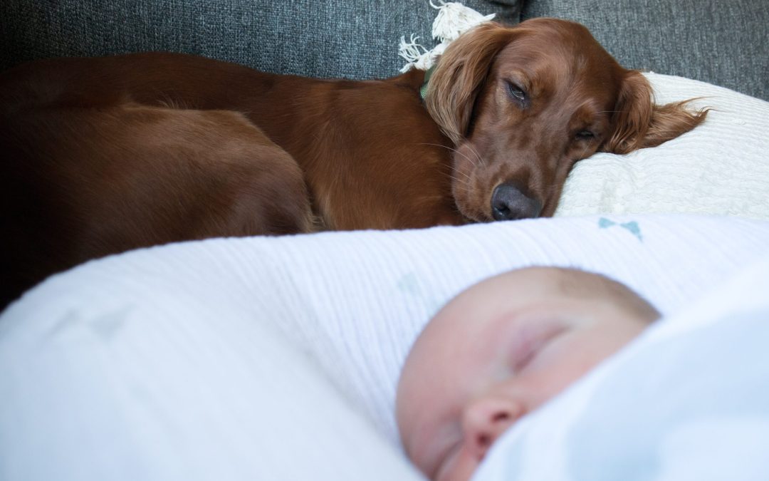 How Can You Help your Pet Accept the New Baby?