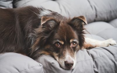 What’s Causing That Itch? Common Skin Conditions In Dogs