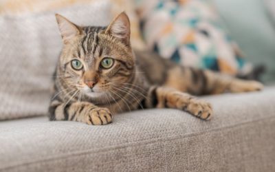 How To Protect Your Furniture From Your Pets