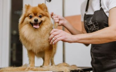 The Importance of Professional Grooming Your Dog