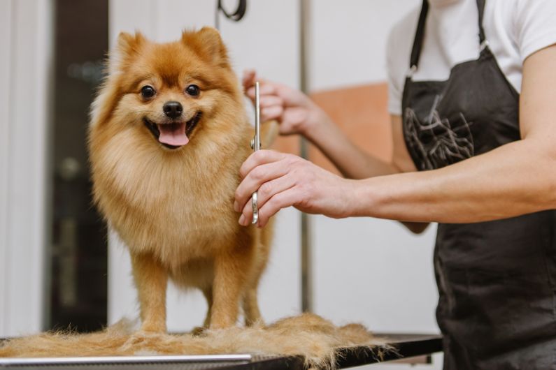 The Importance of Professional Grooming Your Dog