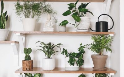 The 6 Best Indoor Plants for Air Purification