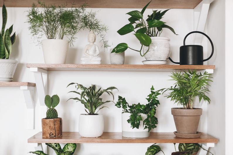 The 6 Best Indoor Plants for Air Purification