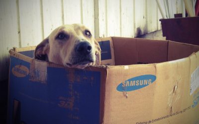 How Can You Keep Your Pet Calm While Moving?