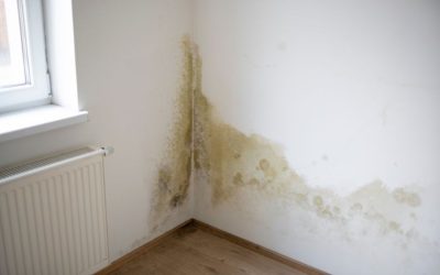 4 Dangers of Mold for Your Household Pets