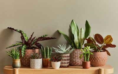 The Beginner’s Guide to Taking Care of Your Indoor Plants