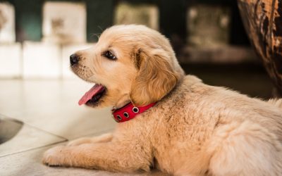 What You Need To Know About The Puppy First-Year Timeline