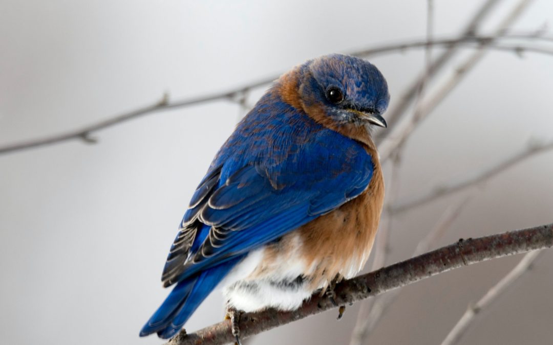 How You Can Attract Beautiful Songbirds