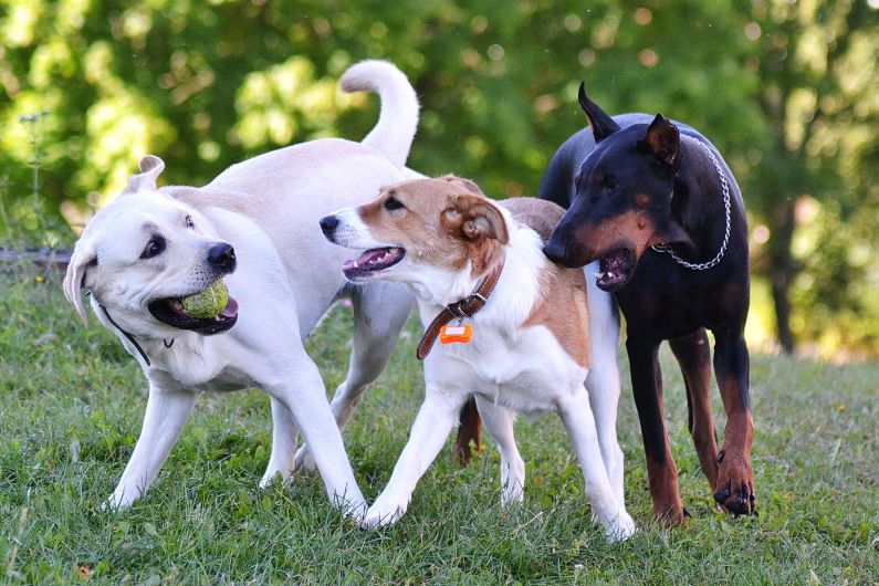 5 Reasons To Start Putting Your Dog in Daycare