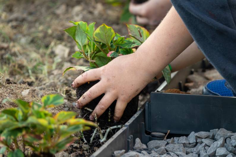 Creating a Sensory Garden in Your Backyard: Helpful Tips