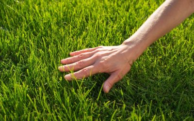 The Benefits of Mixing Artificial Turf With Real Grass